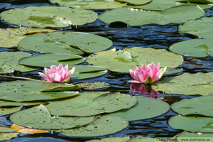 Röd näckros, Nymphaea alba f. rosea